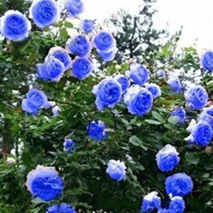 20 hạt giống hoa hồng leo xanh