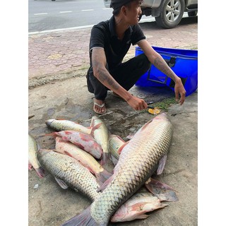 Bài mồi câu lance LK.Hoa