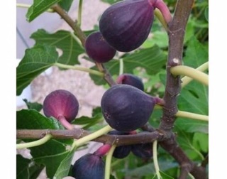 Sung mỹ tím