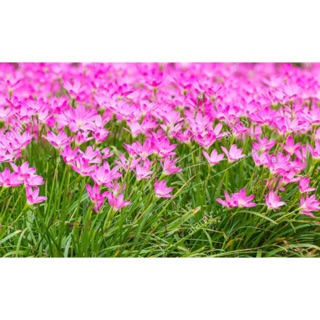 Củ Huệ mưa 10 củ giá khuyến mại