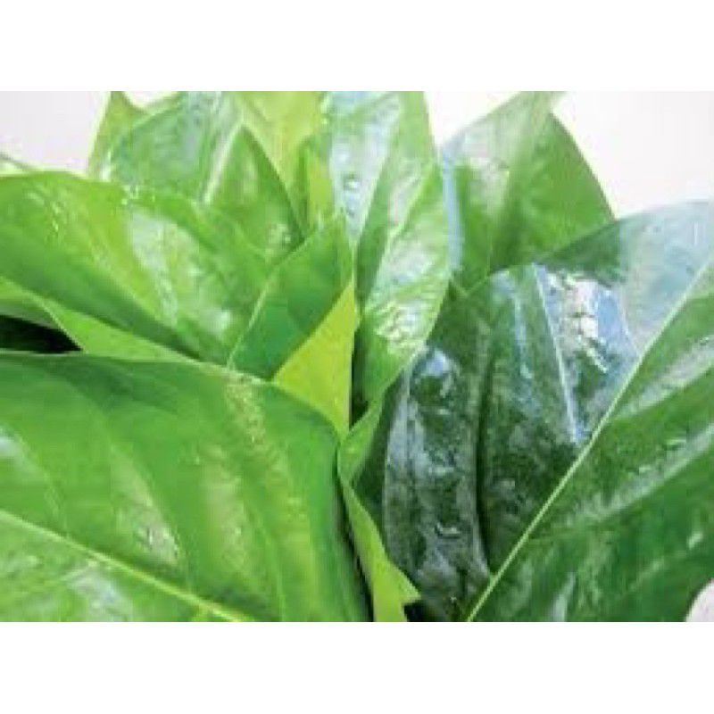 CÂY NHÀU GIỐNG...1kg trái nhào... lá nhào