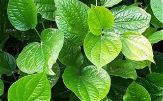 Giống lá lốt
