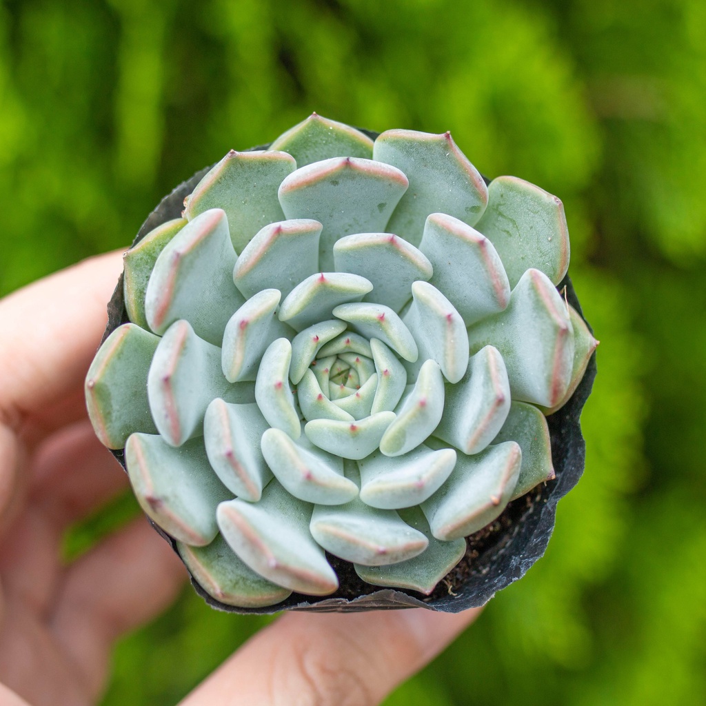 Sen đá ngọc thạch trắng 5-7cm