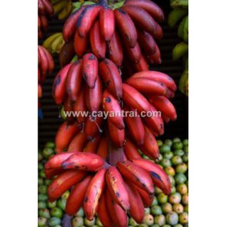 Combo 2 cây Chuối đỏ Dacca cây cấy mô