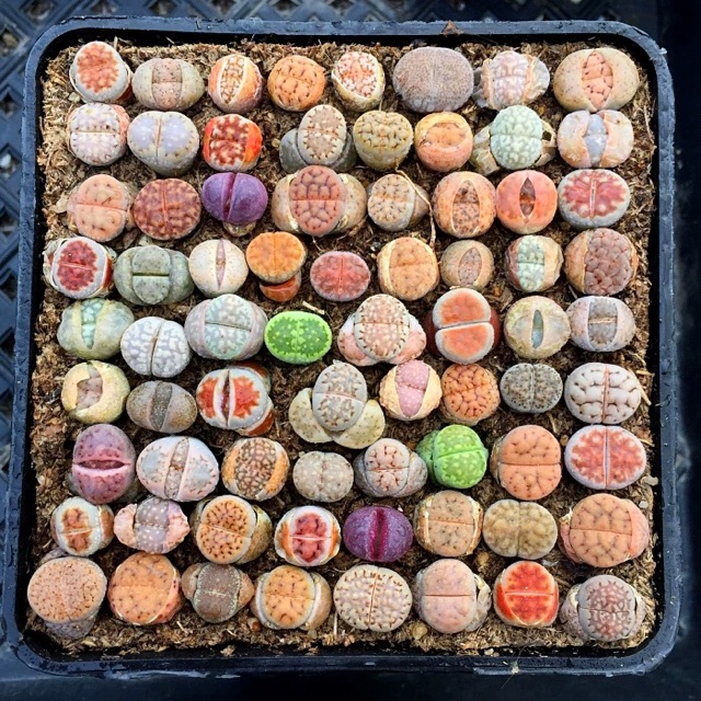 100 Lithop/ sen mông/ thạch lan (bán sỉ)