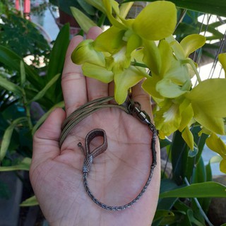 Xích chân gà rừng