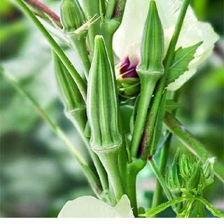 20gr - HẠT GIỐNG ĐẬU BẮP