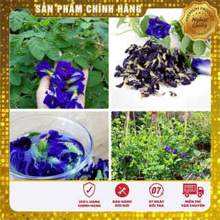 Hạt giống hoa đậu biếc - 20 hạt gói lẻ