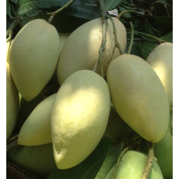 Cây xoài cát hòa lộc cao 1m