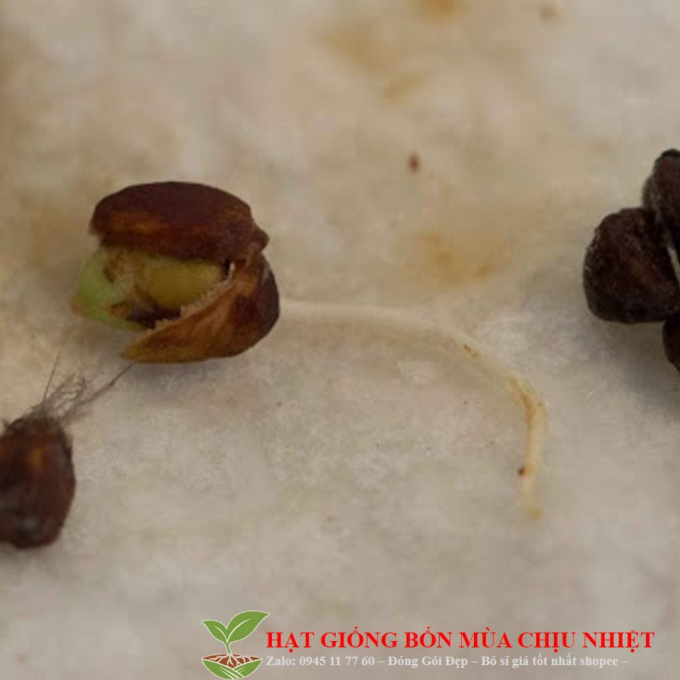Hạt Giống Hoa Hồng Nhung gói khoảng 20 hạt ĐẾN MÙA TRỒNG TẾT luckyseed hạt siêu rẻ