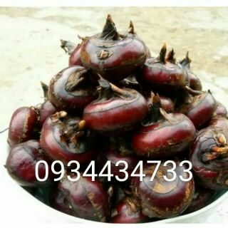 Bán Sỉ 10kg Củ mã thầy (củ năng)
