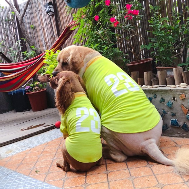 Quần áo cho chó mùa hè chó cỡ trung bình Chó Golden Retriever chó Labrador chó l