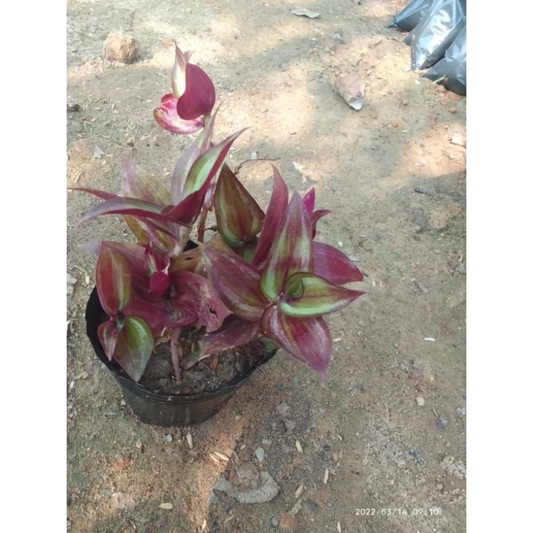 Cây giống cây thài lài tím 1 cây