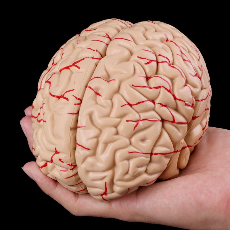 Mô Hình Não Người Chuyên Dụng Cho Giảng Dạy