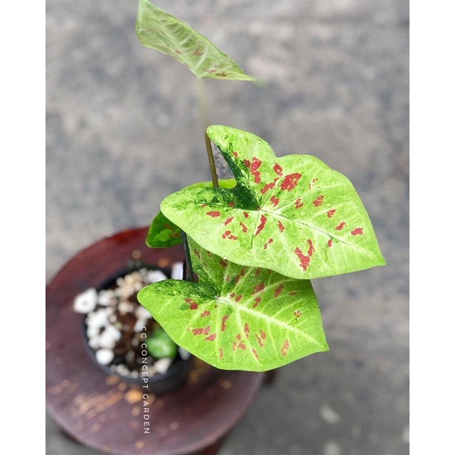 Môn Caladium Thai Collection