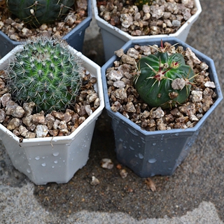 High Quality Plastic Mini Octagon Flower Pot