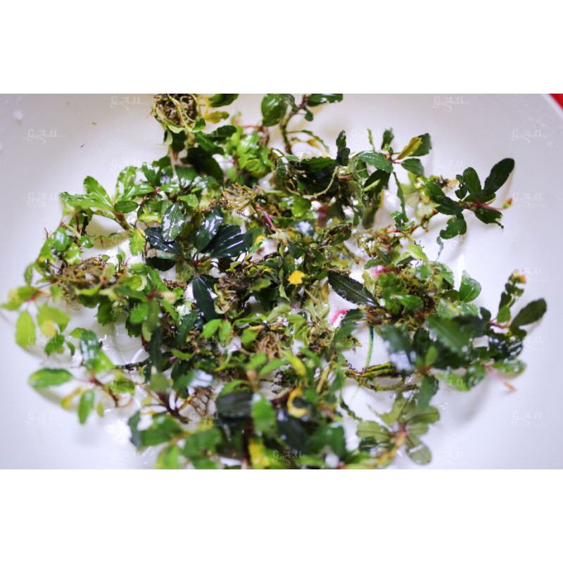 Bucep mix hàng cạn  - hàng về 29.5.2021