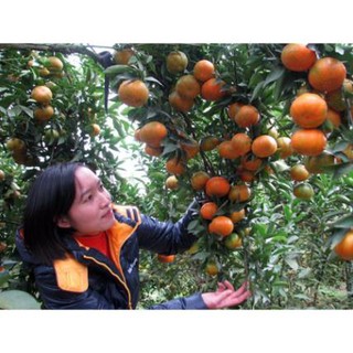 Cây cam đường canh