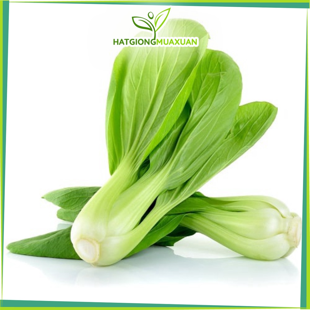 Hạt giống rau cải chít (cải chip) xanh gói 20 gram bao đẹp