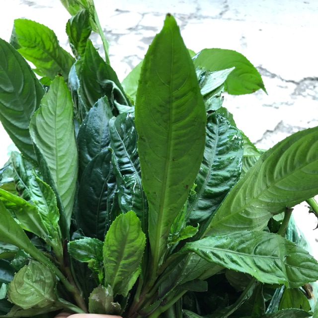 Lá sương sông 1kg tươi