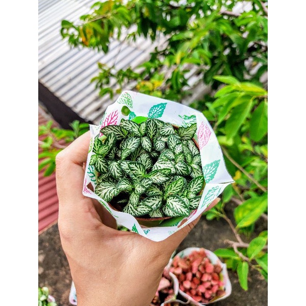 Cây cẩm nhung (lá may mắn) 🍀