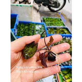 Cây S.úng Tiger thủy sinh