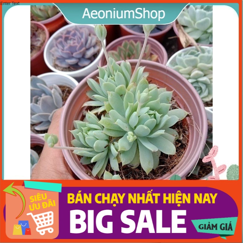 MỘT CHIẾC SEN ĐÁ DÙ KIM SIZE TRUNG CHE NẮNG MƯA BÃO BÙNG TRONG MÙA ☔, ĐÃ THUẦN KHÍ HẬU SỨC SỐNG CAO ĐẸP