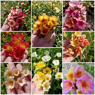 Cây giống 10h sam