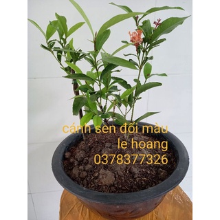 cánh sen đổi màu (cây giống)