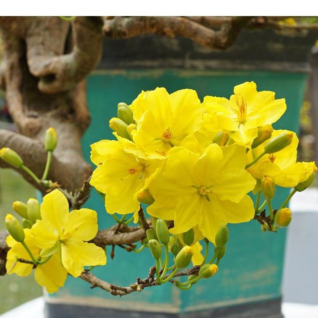 Hạt giống hoa mai vàng 5 cánh -  loại cánh to hoa chùm - 1 gói 25 hạt