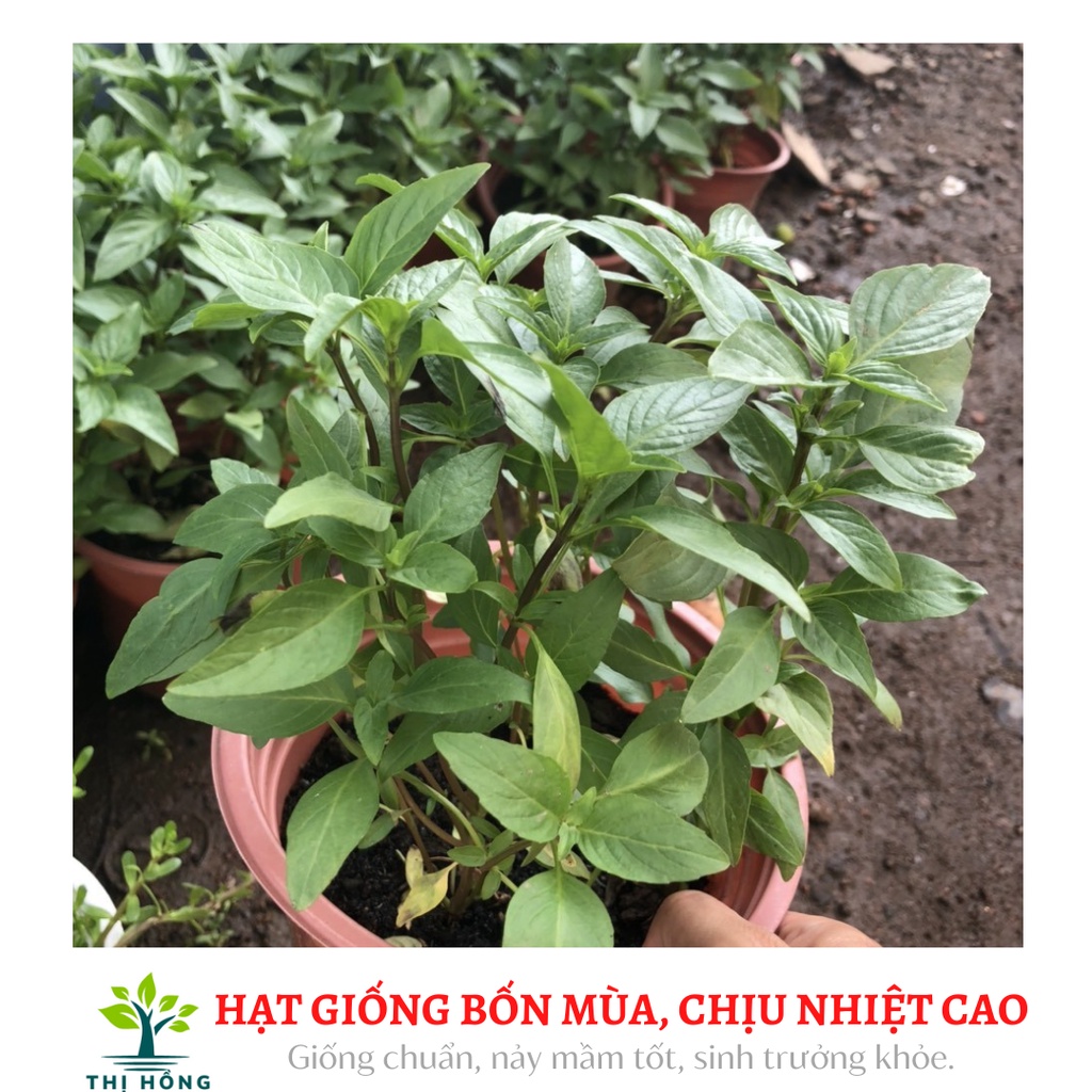 Hạt giống húng quế .