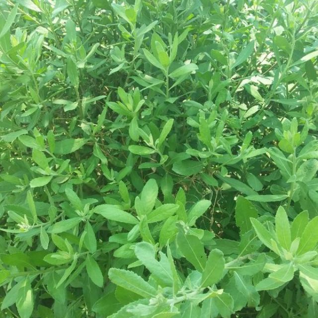 Cây giống cúc tần ta