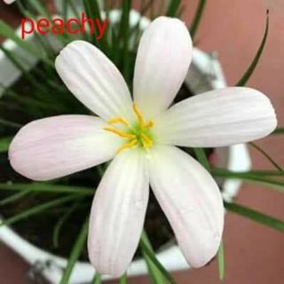 Củ giống hoa tóc tiên, huệ mưa