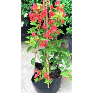 Chậu hoa giấy màu đỏ cờ