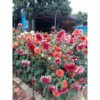 Hạt Giống Hoa Thược Dược Mix - 20 Hạt