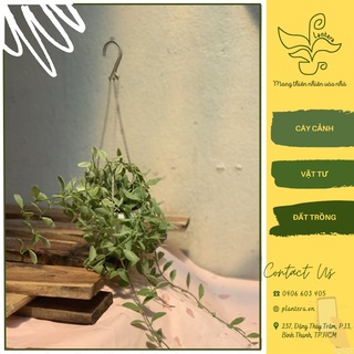 Cây lan hạt dưa chậu treo mini - cây cảnh - cây ưa mát - chậu treo
