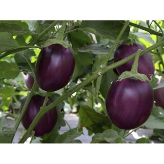 Hạt Giống Cà Tím Tròn Qủa To (300 Hạt) -Dễ Trồng, Năng Suất Cao - MUA 3 TẶNG 1 CÙNG LOẠI