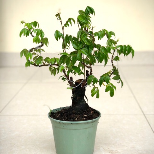 Cây khế bonsai cao 35-40cm [cây cảnh bonsai mini ]