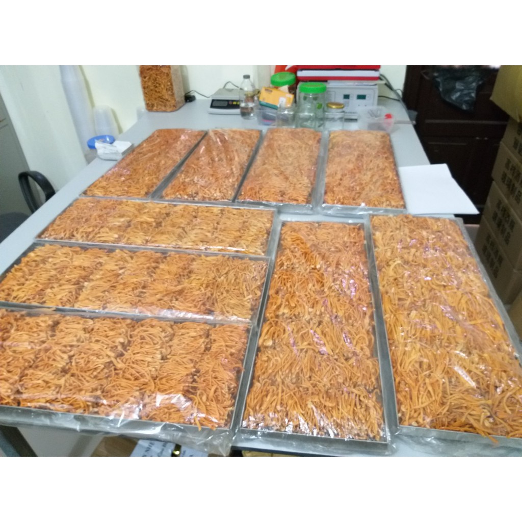 [Mã 267FMCGSALE giảm 8% đơn 500K] [10g] Nấm Đông trùng hạ thảo "Cordyceps" Sấy thăng hoa (Theo Đề án cấp nhà nước) | BigBuy360 - bigbuy360.vn