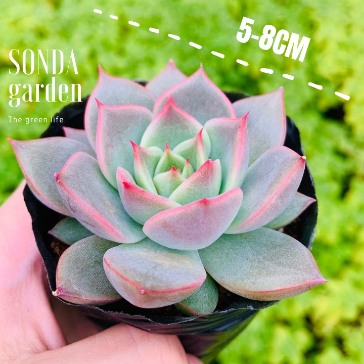 Sen đá đế vương xám SONDA GARDEN size bé 5-8cm, xuất xứ Đà Lạt, khoẻ đẹp, lỗi 1 đổi 1