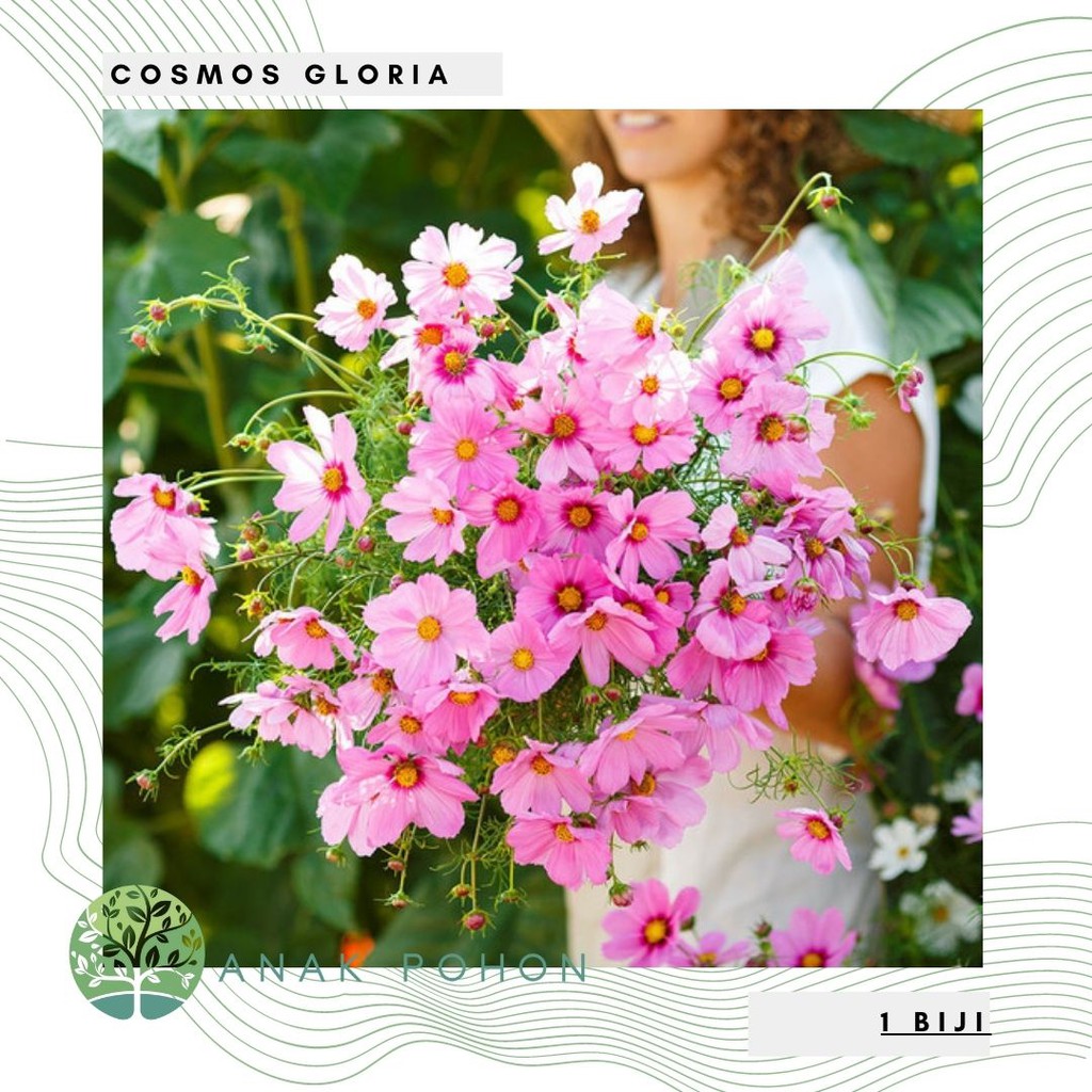 Hạt giống hoa - Hạt giống hoa Cosmos Gloria - NHẬP KHẨU