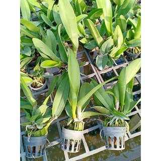 COM BO 2 Lan Cattleya Giống nhiều màu, hoa bông to cực thơm giá rẻ