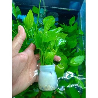 Bách Thuỷ Tiên cây thuỷ sinh cho hồ cá tép cảnh