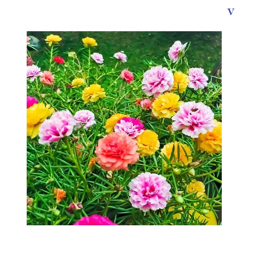 Shop 1K - Hạt giống hoa mười giờ kép bông to (200 hạt, tặng kèm phân kích mầm và 5 hạt hướng dương lùn siêu bông)