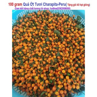 100 gram Quả Ớt Charapita-peru (tặng gói 40H hạt gióng)