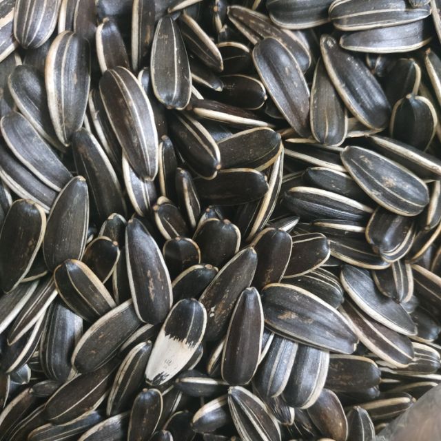 1kg hướng dương