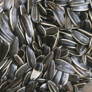 1kg hướng dương
