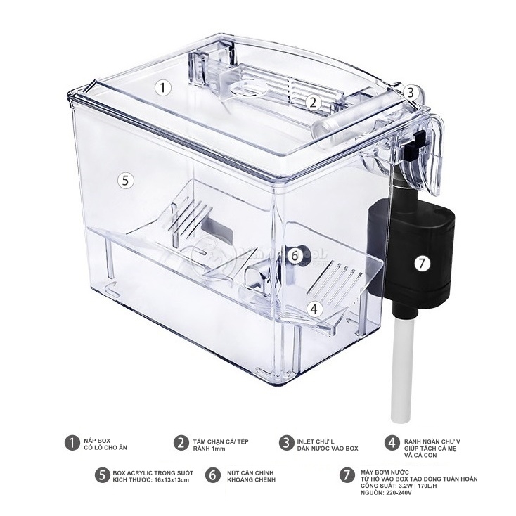 Box Tép, Lồng Cách Ly Cá Tép Ngoài | Lồng Dưỡng Cá Cảnh Treo Ngoài Có Bơm Tạo Dòng Tuần Hoàn Nước