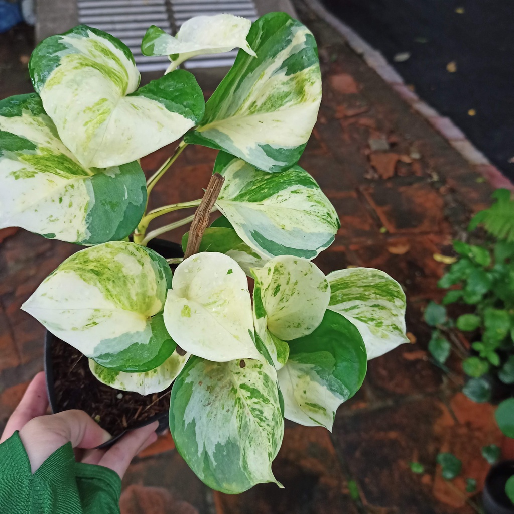 Cây trầu bà manjula pothos- Epipremnum aureum Manjula