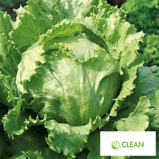 Hạt Giống Xà Lách Cuộn Xanh Siêu Dễ Trồng F1